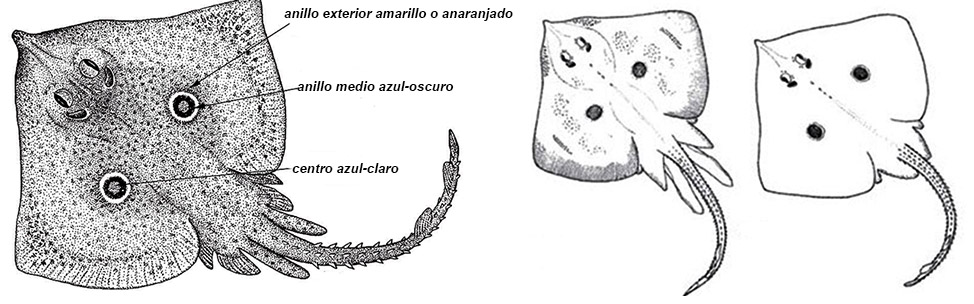 Raja miraletus_07.jpg